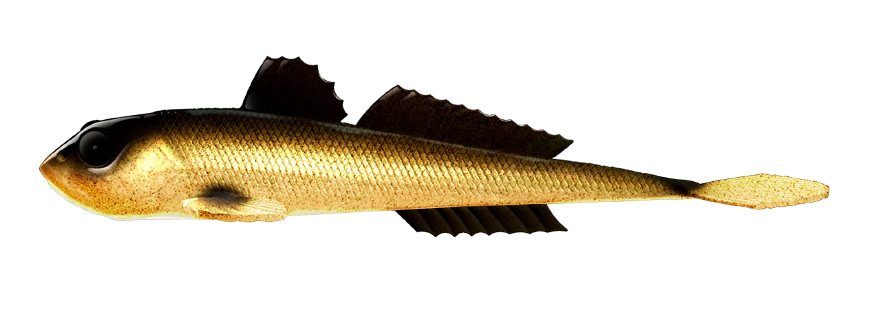Libra Lures Gobio 7,3" #009 Gold