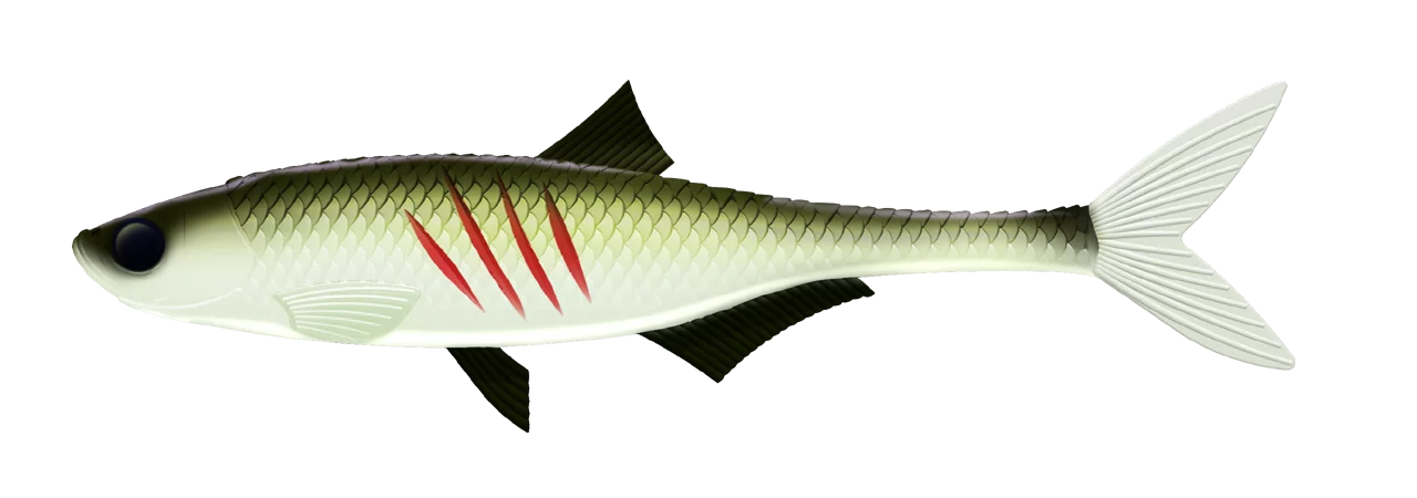 #031 Olive Whitefish