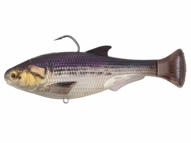 Gizzard Shad