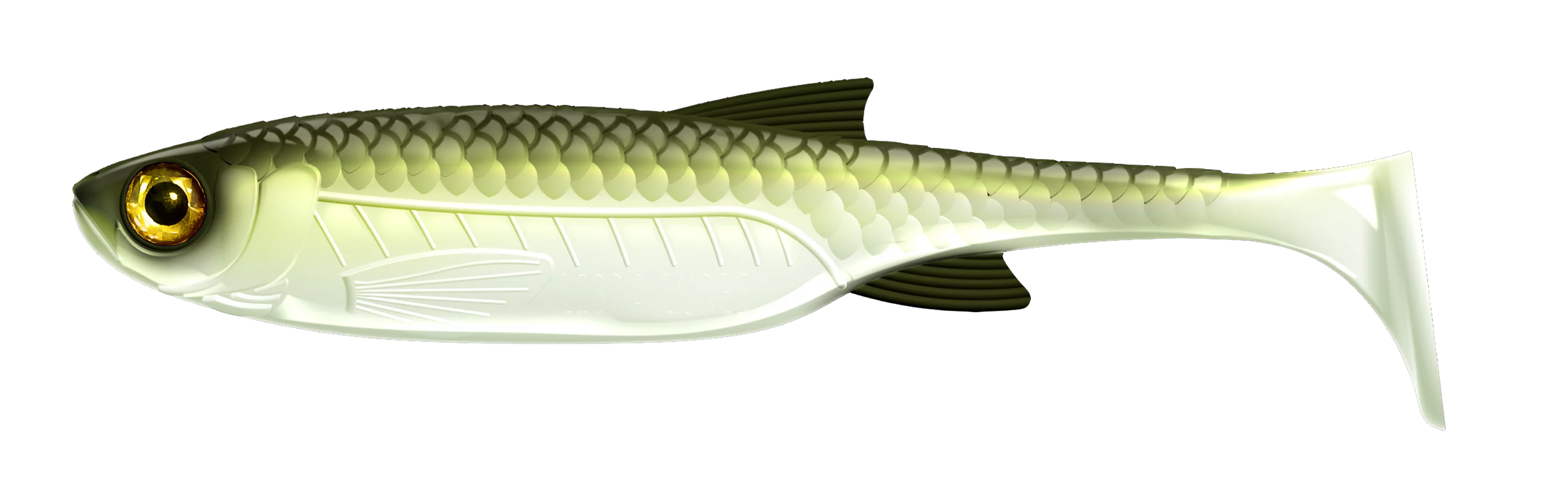 #031 Olive Whitefish