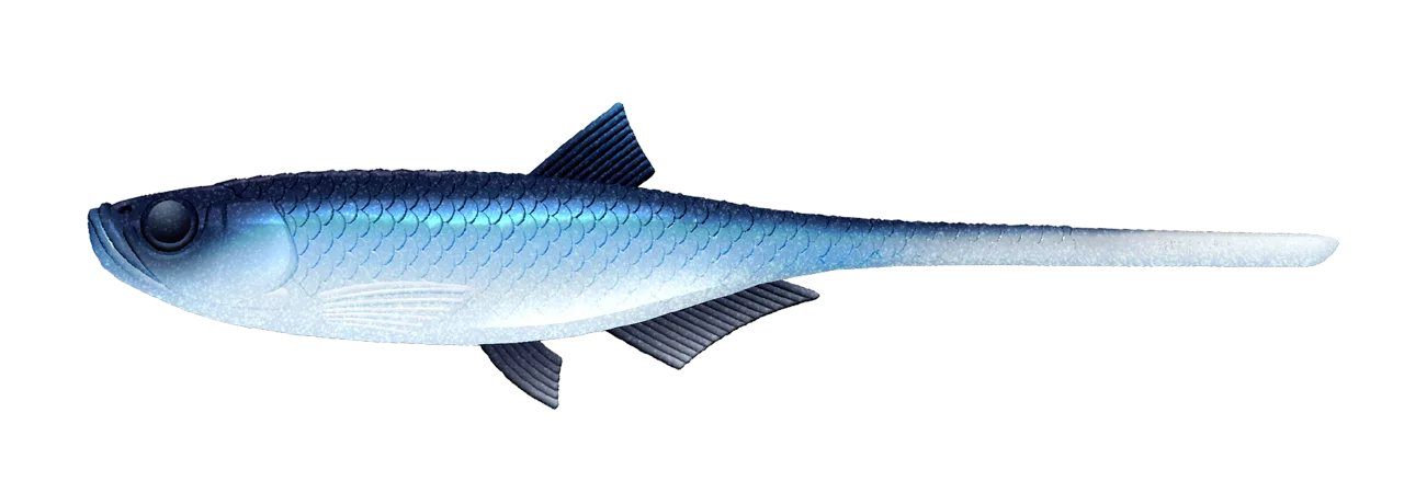#003 Blue Whitefish
