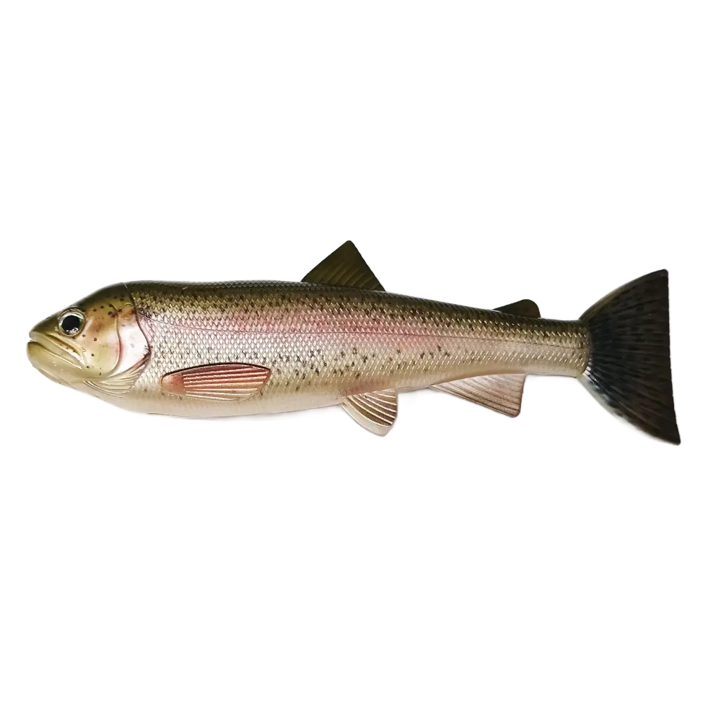 Rainbow Trout