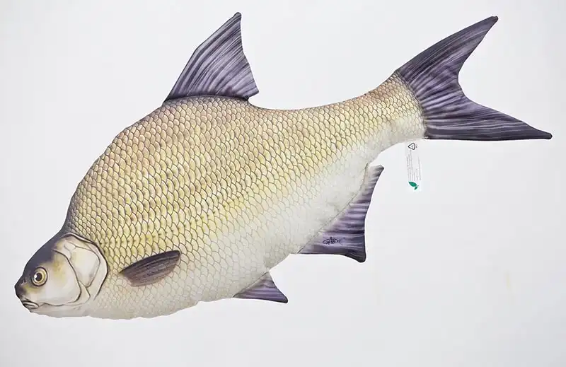 Gaby Common Bream 65cm
