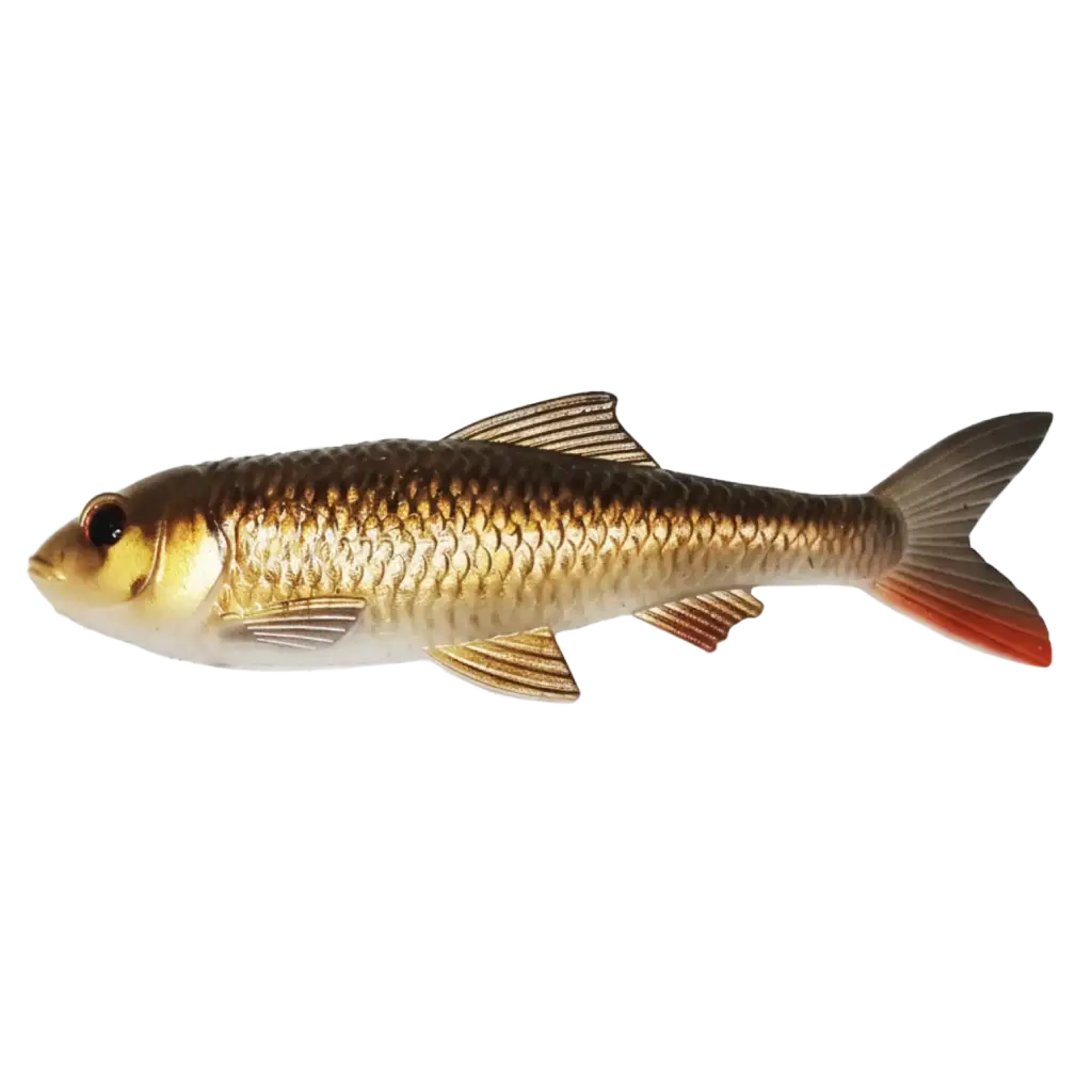 Crucian Carp