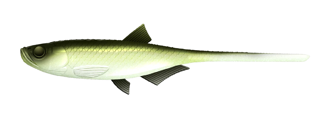 #031 Olive Whitefish
