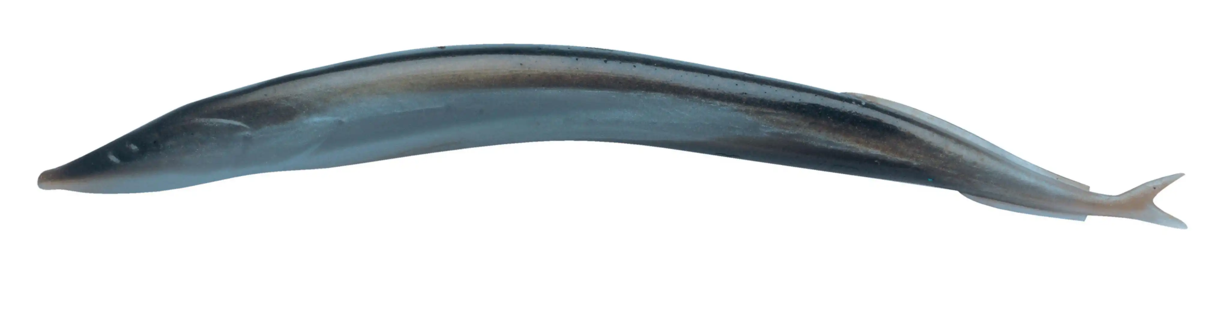 Berkley Gulp Alive Sand Eel 13cm Silver Mud