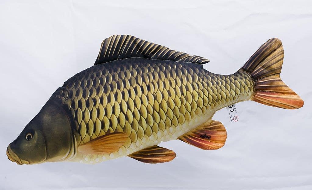 Gaby Common Carp 64cm