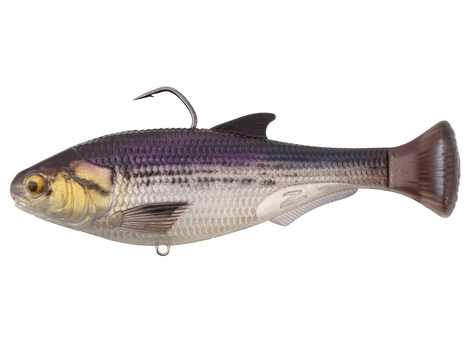 Gizzard Shad