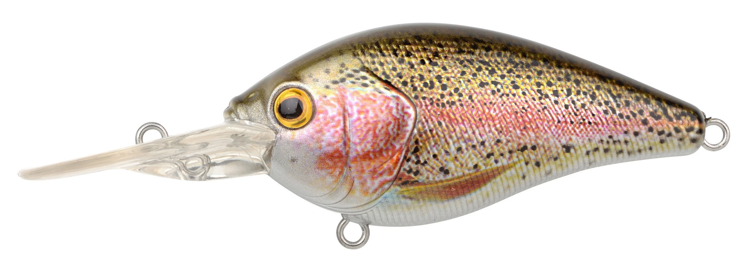 Rainbow Trout