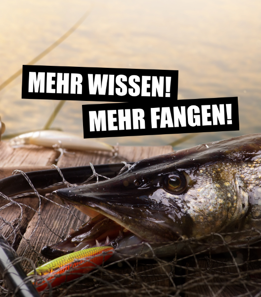 Durchblick im Kürzelwald