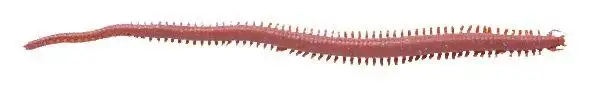 Berkley Gulp SW Peeler Crab 15cm Dark Brown