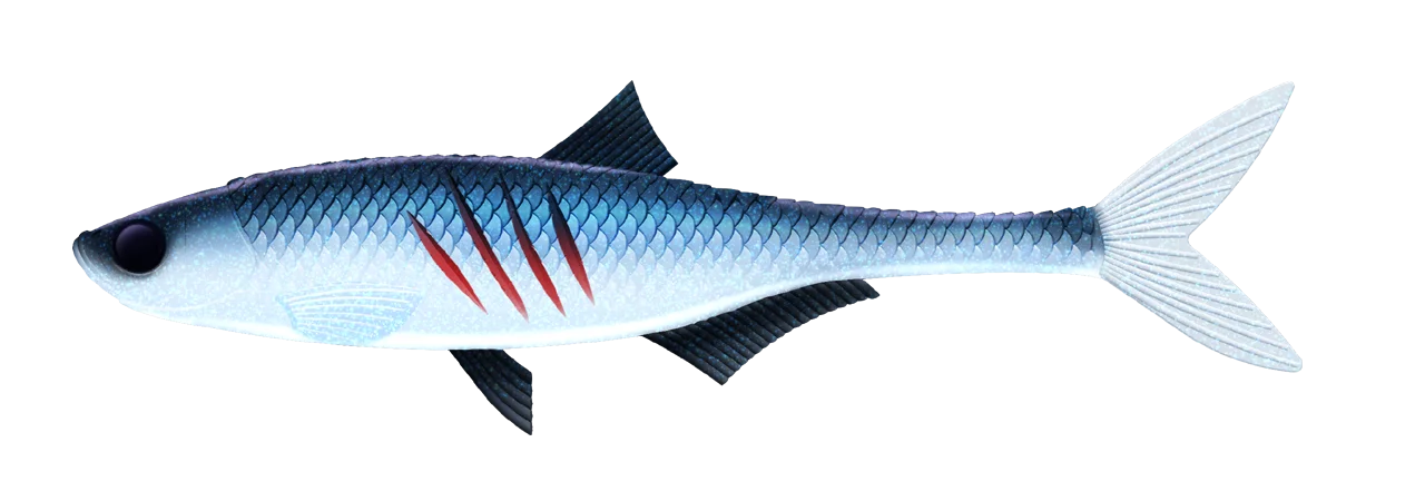 #003 Blue Whitefish