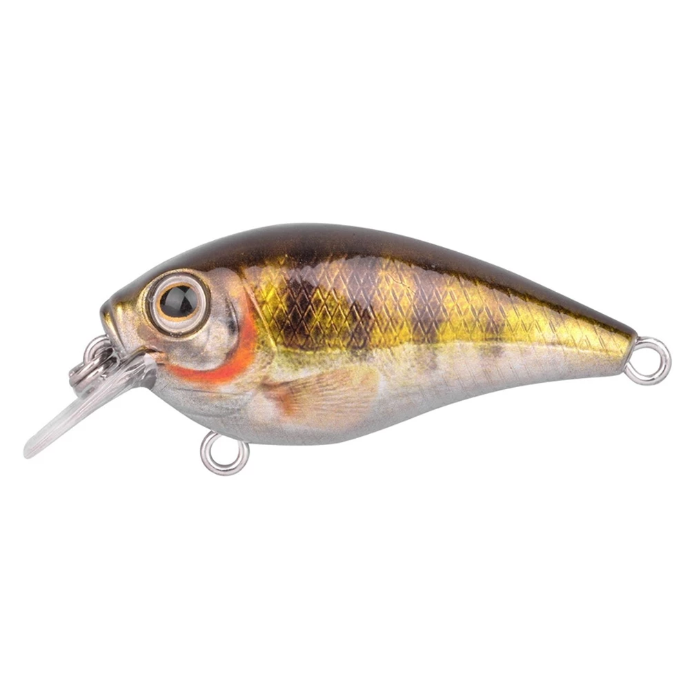 Zander