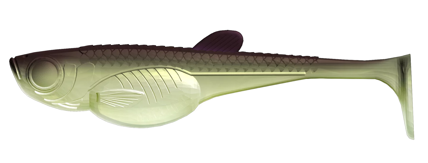 #031 Olive Whitefish