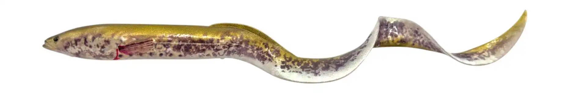 Green Lamprey