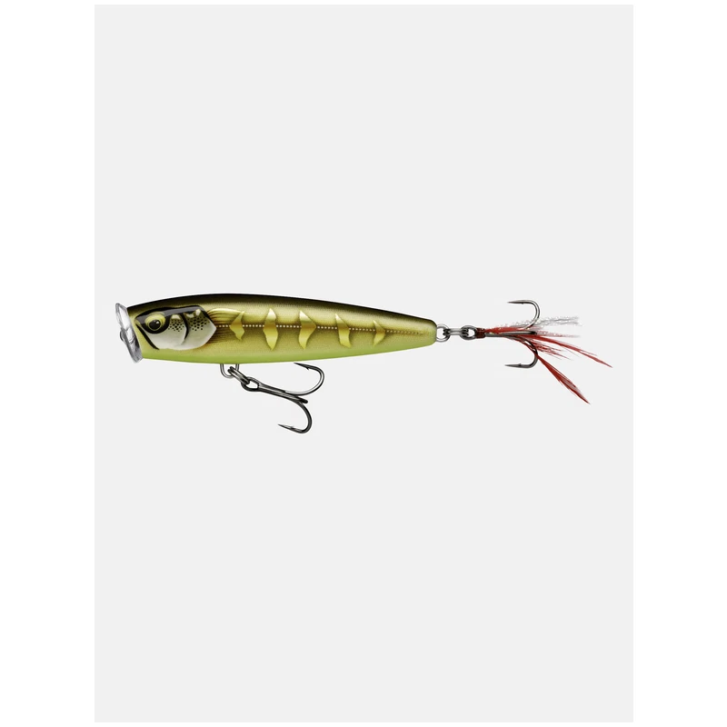 Striped Grey Shiner