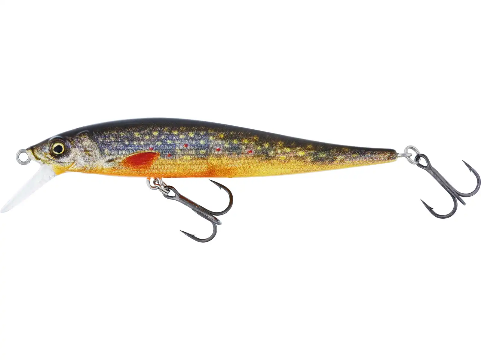 Brook Trout Fry