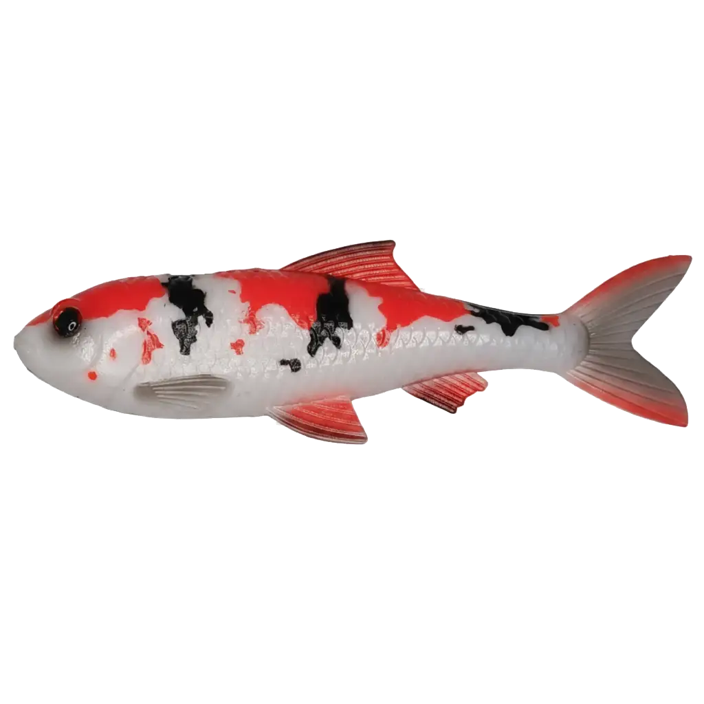 Koi Carp